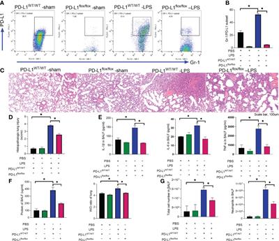 PD-L1 maintains neutrophil extracellular traps release by inhibiting neutrophil autophagy in endotoxin-induced lung injury